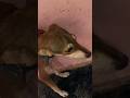 "Mera Chhota Sa Sher 🦁 💥 | Desi Dog 🐶 Baby Edit | CapCut Viral Reel" | Viral song | Edit |