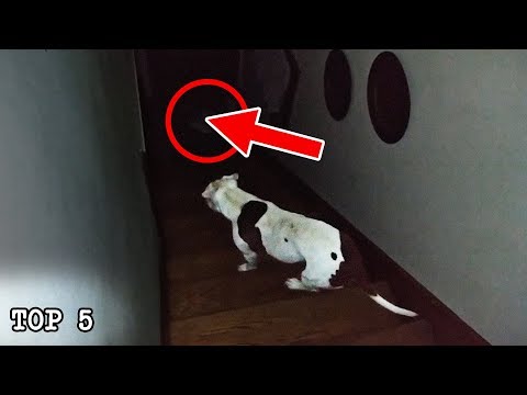 Video: Kedy cítia psy znechutenie?