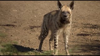 هل اكل النصف الايمن من الضبع حلال مثل ما يقولون مع جمال العمواسي