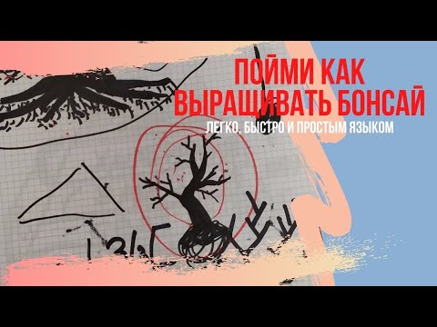 Видео: Как вырастить бонсай? Пошаговая инструкция по выращиванию бонсай! How to make bonsai