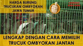 Harga trucukan ombyokan Jawa Timur dari trucuk biasa sampai trucuk kebo