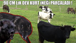 90 CM LİK DEV SİYAH KURT İNEĞİ YEDİ ! ( YAŞANMIŞ OLAYLAR 5 ) Kangal, Anadolu çoban köpeği, malaklı