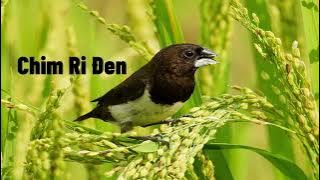 Tiếng Chim Ri, Sắc Ô Đen Mồi Gọi Bầy Đánh Lưới Chuẩn File MP3 | Tiếng sắc ô đen