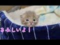【保護猫】睡魔より、甘えたい気持ちが上回って復活する子猫【保護子猫】