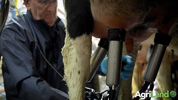 Top tips when carrying out the milking process