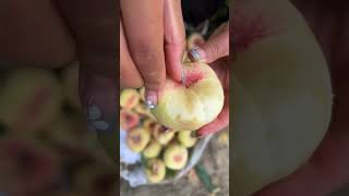 Agriculture Village Fresh Fruit #Viral #Fruit #Shorts #1033