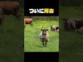 母を呼び続けた子羊、その声は届きました