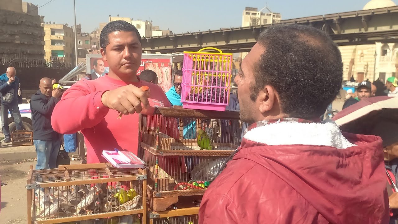 💚مفاجأة💯احمد هيلم عصافير اعلى من  تجار سوق الجمعة👌وعنده عصافير إيه للبيع وبكام ورقمه💯💚⚘️كل الأنواع⁉️