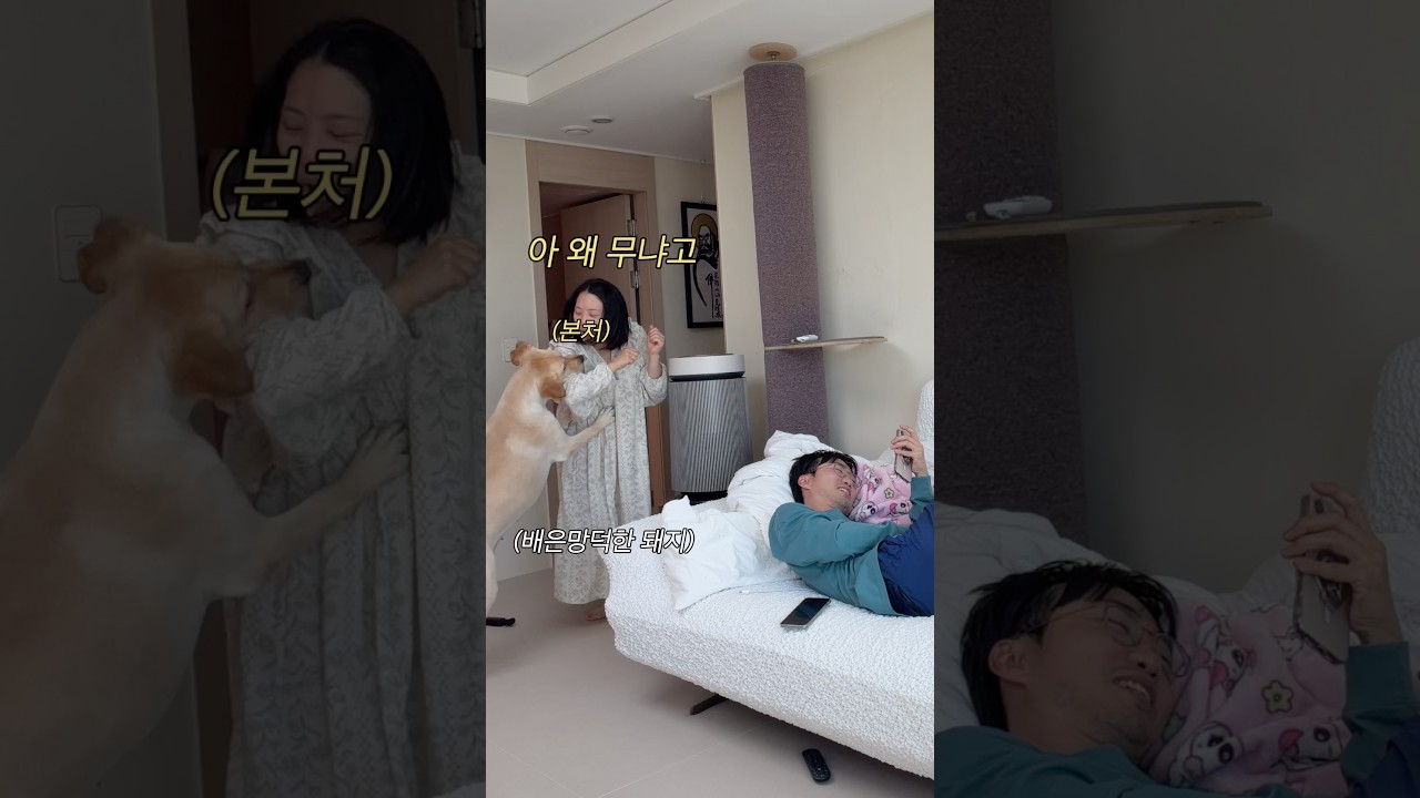 이강태 보호자 #리트리버 #이다다 #포캣머 #포캣멍센터 썸네일