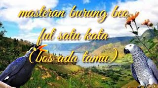 Masteran burung beo-ful satu kata-bos ada tamu