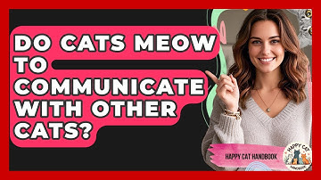 Do Cats Meow To Communicate With Other Cats? - Happy Cat Handbook
