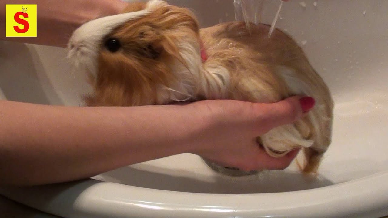 Морская свинка длинношерстная. Купание и сушка феном. - YouTube