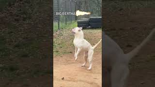 PERFORMANCE AMERICAN BULLDOG BIG BERTHA #dog #bulldogs