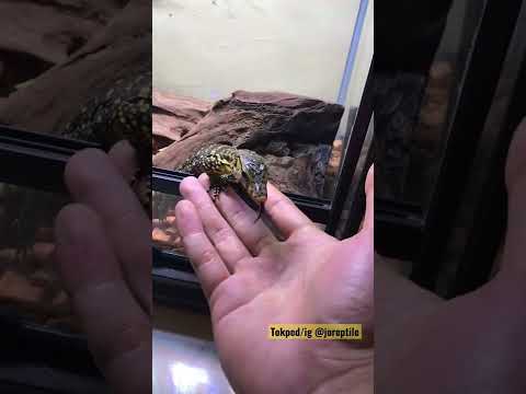 Video: Bisakah kamu memelihara biawak sebagai hewan peliharaan?