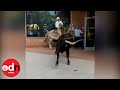 Only in America! Cowboy Lassoes Rampaging Longhorn in Downtown Colorado Springs