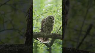 Viral bird master, make people laugh out loud funny videos entertainment +62 viral funny videos