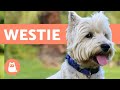 West Highland White Terrier- caratteristiche e cure の動画、YouTube動画。