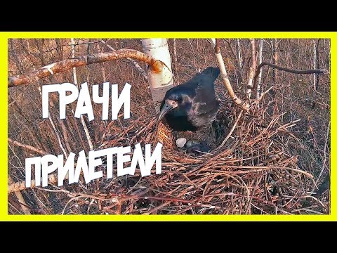 ГРАЧИ ПРИЛЕТЕЛИ!