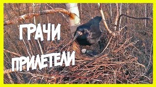 ГРАЧИ ПРИЛЕТЕЛИ! ГРАЧИ ПРИЛЕТЕЛИ!