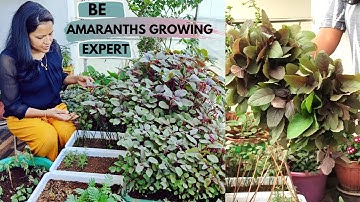 How to Grow all Seasons Amaranths in any pots like an Expert?| Continuous harvesting | #Amaranths