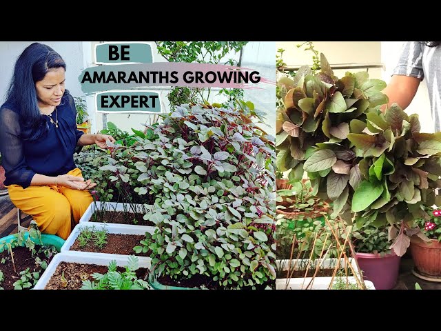 How to Grow all Seasons Amaranths in any pots like an Expert?| Continuous harvesting | #Amaranths class=