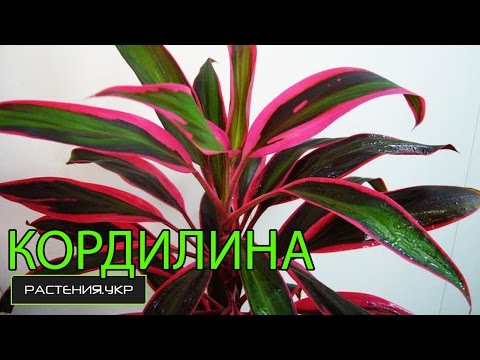 Кордилина уход в домашних условиях / Cordyline