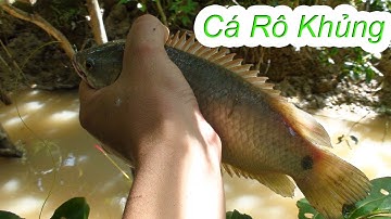 Câu CÁ RÔ KHỦNG giật muốn gãy cần câu / Món CÁ CHIÊN RAU DẠI LUỘC chấm nước mấm chua | Dân Miền Tây