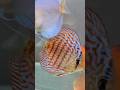 Discus Fish