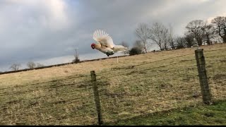 Chickens and Guinea Fowl Flying Home