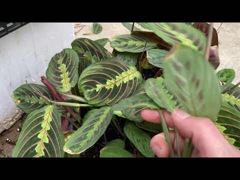 วีดีโอ: พันธุ์ Maranta – เรียนรู้เกี่ยวกับพืชละหมาดประเภทต่างๆ