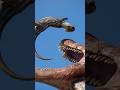 スピノサウルスがホマロケファレを丸呑みする！ / Spinosaurus Swallows Homalocephale! #jurassicworldevolution #恐竜