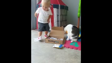 Toddler and Kitty Can