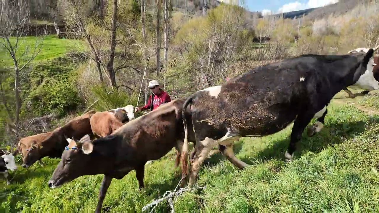 Sığırların Bahar Sevinci