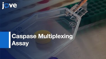 Apoptosis in Hypothalamic Cell Model by Caspase Multiplexing Assay | Protocol Preview
