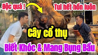 Chủ nhà HOẢNG HỐT khi mua phải cây Còng cổ thụ BIẾT KHÓC và hình dạng như đang MANG BẦU