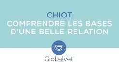 Globalvet | Webinaire : Comprendre les bases d'une belle relation