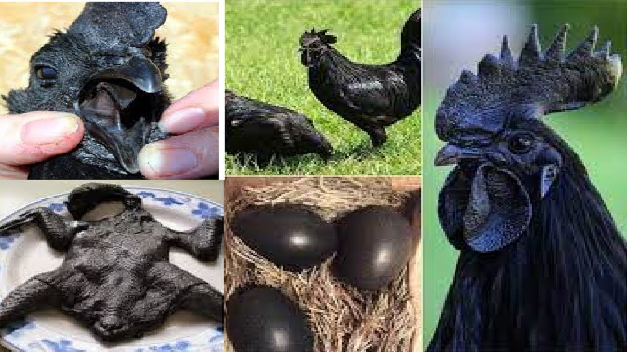 Highest Egg Production Chicken Breed, Ayam Cemani Chicken Breed, Best  Chicken breed in The world