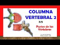 🥇 COLUMNA VERTEBRAL 2/5 - Partes de las Vértebras Típicas. Fácil y Sencillo