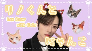 【日本語字幕】リノくんとにゃんこ Lee Know with Cats【Stray Kids】