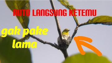 cara mudah mencari sarang burung sirpu/ cipau