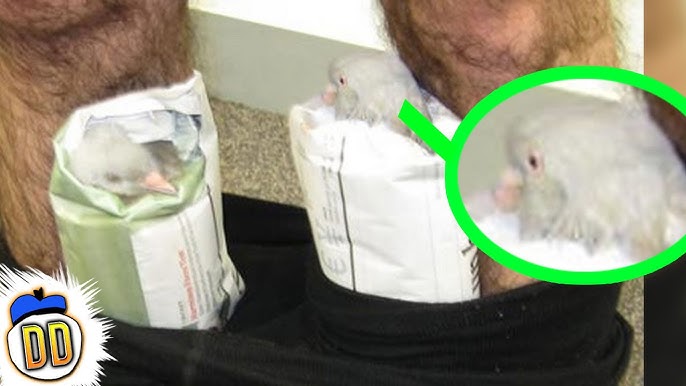 Qolsiz qizlar bilan jinsiy aloqa Sankt-Peterburglik qizlar bilan porno tomosha qiling