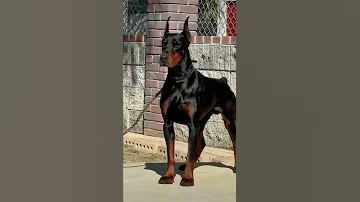 Venom The Doberman 