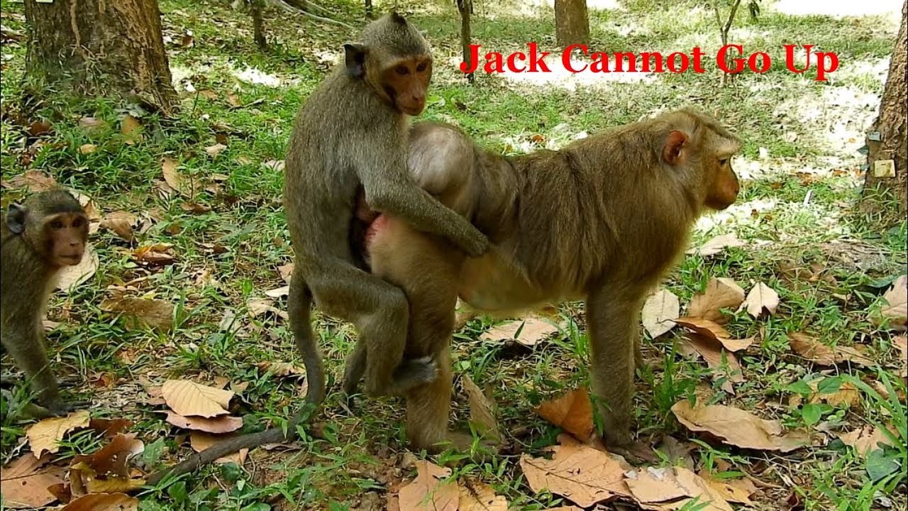 foundry Jack Is Very Small_ He Cannot Jumps Over Pigtail Monkey Ashley