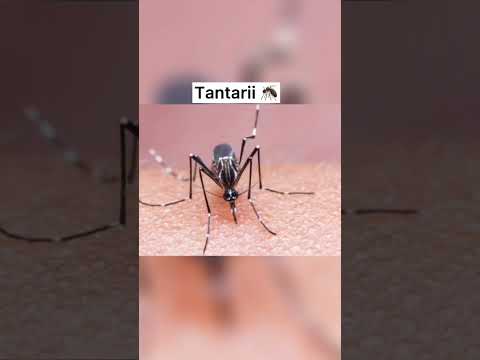 Video: Tânțarul centipede este o insectă inofensivă care se hrănește cu nectar