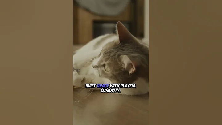 Watch the video about Your Perfect Companion - Maine Coon ⁉️ #catlovers #catshorts #petlover #pets #catlovers #petlovers