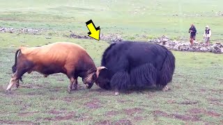 BULL VS YAK | Who do you think WINS the Battles? | LAW OF THE STRONGEST