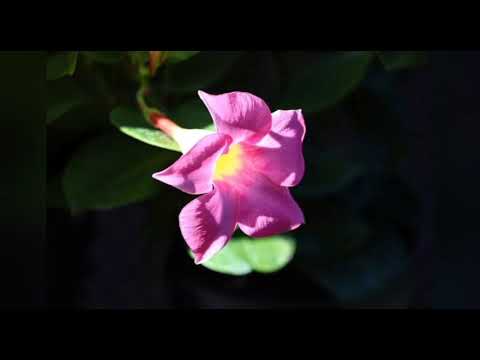 Video: Razmnožavanje Azaleje: Kako Razmnožiti Cvijet Reznicama I Na Druge Načine Kod Kuće? Slijedeća Njega
