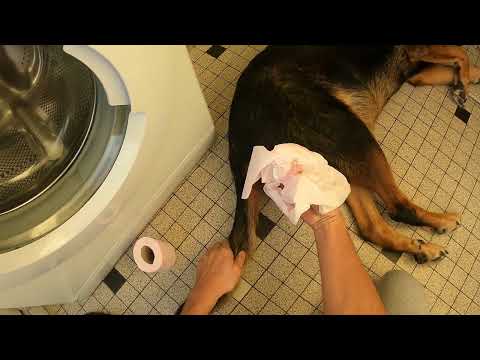 How to Empty a Dog's Anal Glands