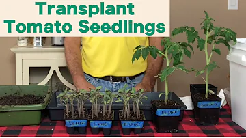 Jak staré by měly být rostliny rajčat před přesazením?