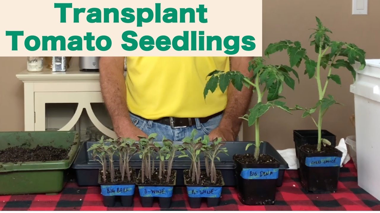 When To Transplant Tomato Seedlings Youtube